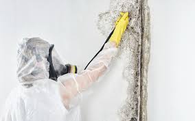 Best Industrial Mold Remediation  in Muscoy, CA